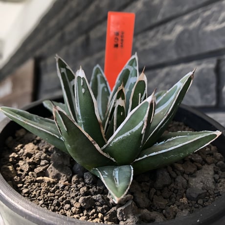 agave  笹の雪《大きめS size》※現地球発根後店主国内管理1年株※小振りでも締まり良き育て甲斐ある一株※mad black pot植え