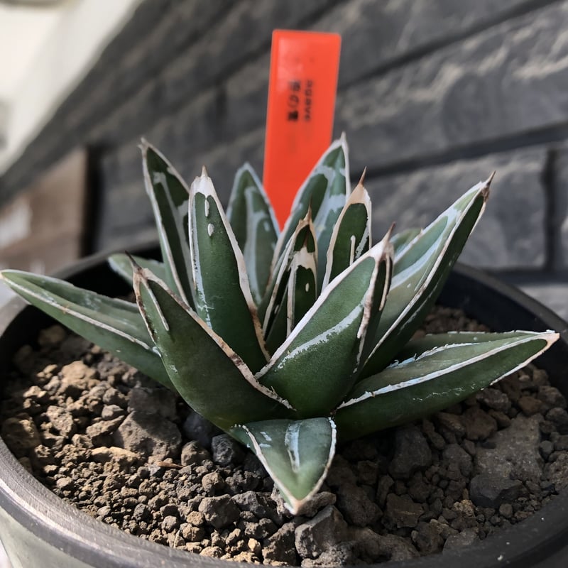 agave 笹の雪《大きめS size》※現地球発根後店主国内管理1年株 agave 笹の雪《大きめS size》※現地球発根後店主国内管理1年株
