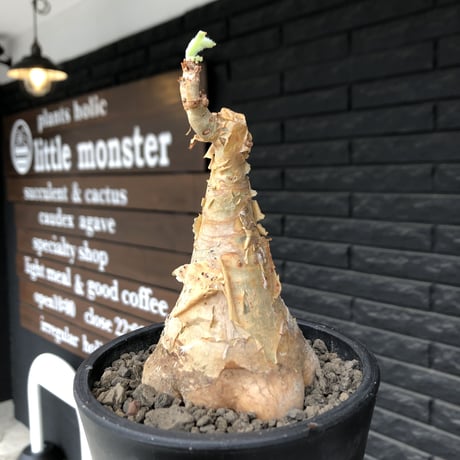 cyphostemma currori《大きめM size》希少種※現地球発根後店主国内管理4年株※ひび割れた立体ボコボコ表皮&ぼってり樹形が堪らない一株※mad black pot植え