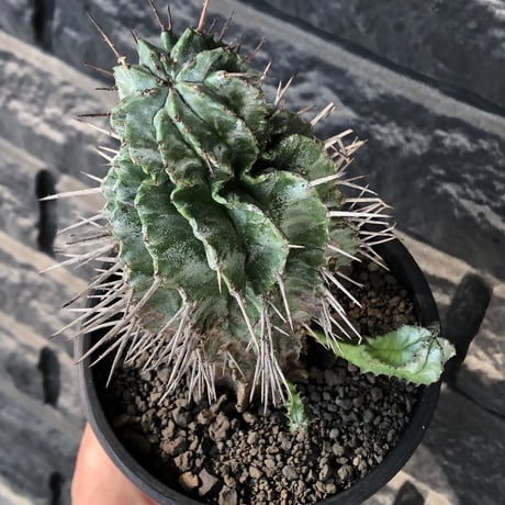 euphorbia horrida《大きめM size》子吹き株※現地球発根後店主国内管理6年株※子吹きも多くワイルドな木質化した出立ち※mad black pot植え