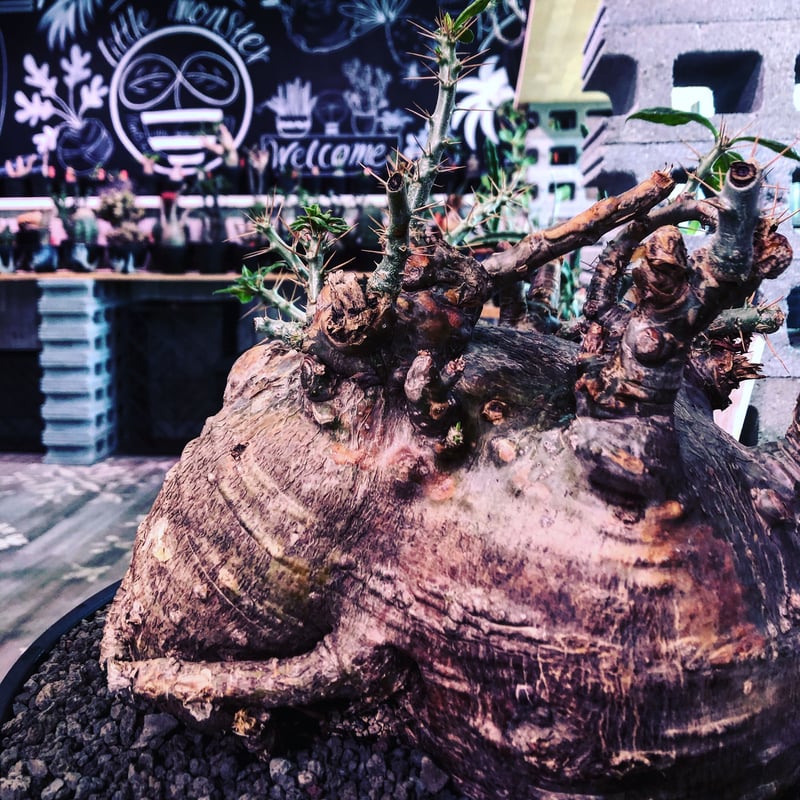 packypodium saundersii《XL size》現地球発根済株※店主国内管理