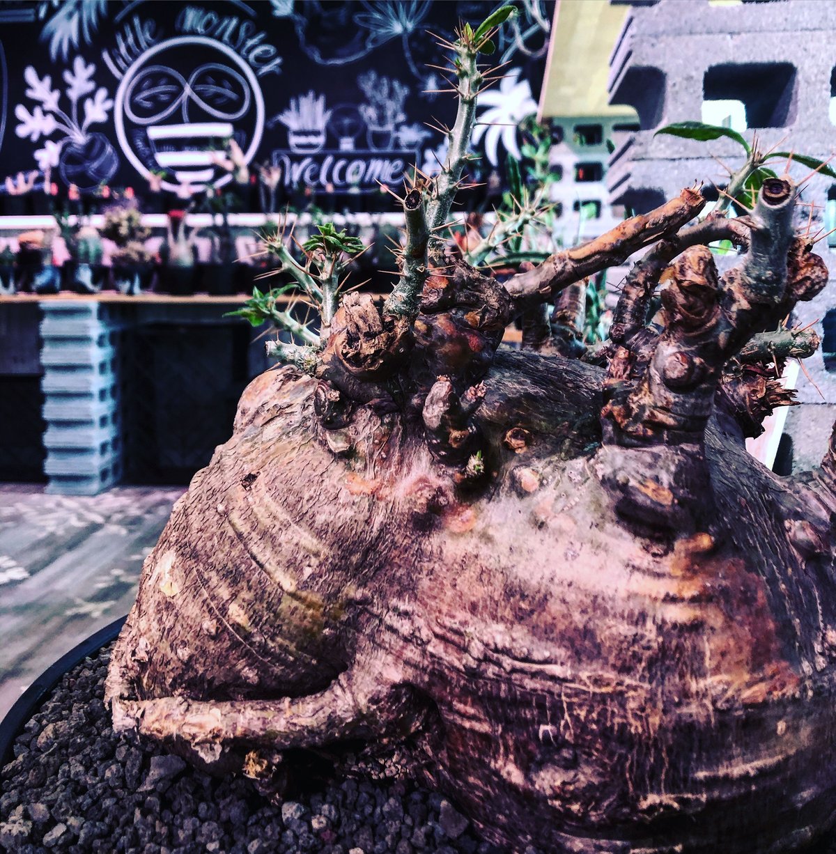 牛骨頭部オレンジ肌パキポディウムサウンデルシーサンデルシー現地球発根済