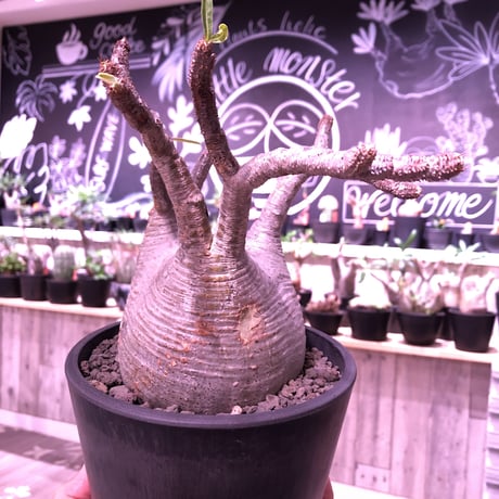 packypodium  gracilius《Ｌsize》※店主管理4年株‼︎※現地球発根済み株‼︎※タレ耳枝が可愛すぎるでっぷりbalance良きグラキ‼︎※mad black pot植え