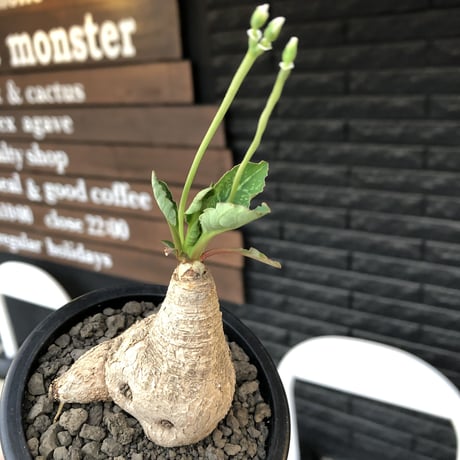 euphorbia  fishbone《 大きめM size》※現地球株発根済※激希少‼︎流通少なきフィッシュボーン※mad black pot植え