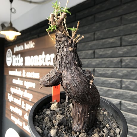 mestoklema tuberosum《大きめM size》※現地球発根後店主国内管理5年株※味深き表皮にバランス良く絶妙な捻くれ樹形の冬動く希少灌木※mad black pot植え