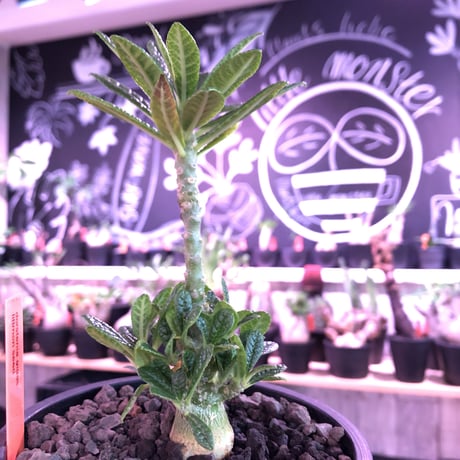 希少 dorstenia   gigas《M size》littmon  seed🌱4年株※大変良きぼってり株元＆良樹形balanceの将来有望ギガス※mad black pot植え