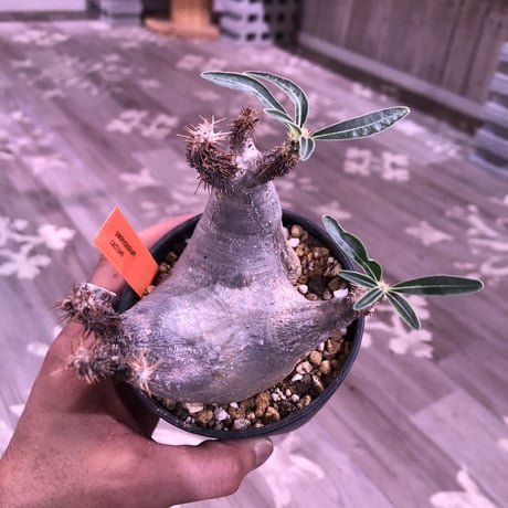 packypodium    cactipes《S size》⚠️未発根株