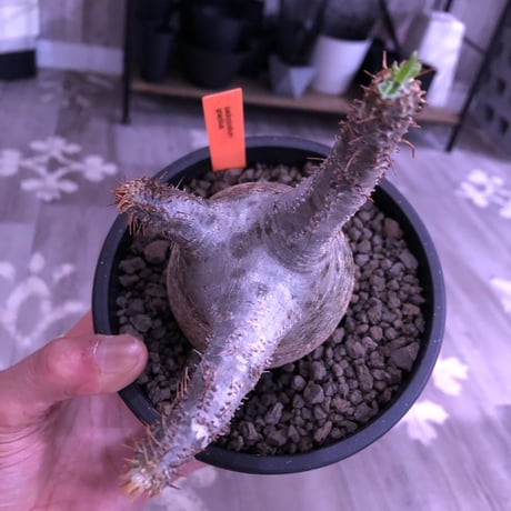 packypodium  gracilius 《M size》  現地球  発根済み株   mad black pot植え（限定①株）