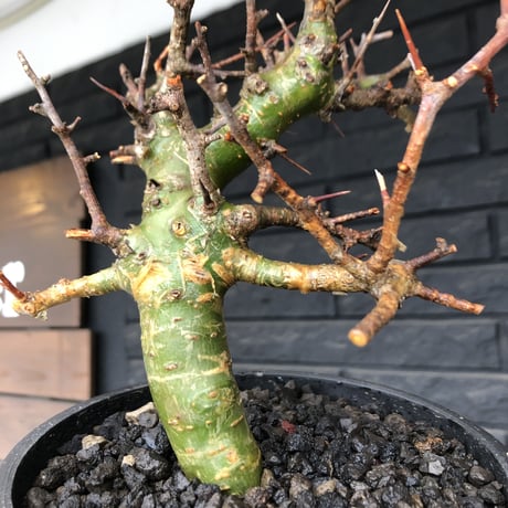 commiphora  myrrha《大きめM size》※現地球発根後店主国内管理8年株（店主私物株）※良き佇まいな激希少種※mad black bowl pot植え