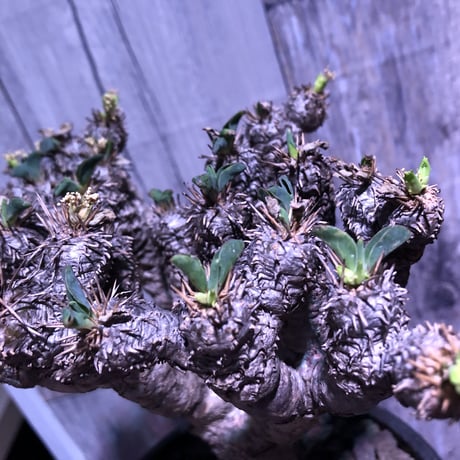 euphorbia     gullaumniana《M size》