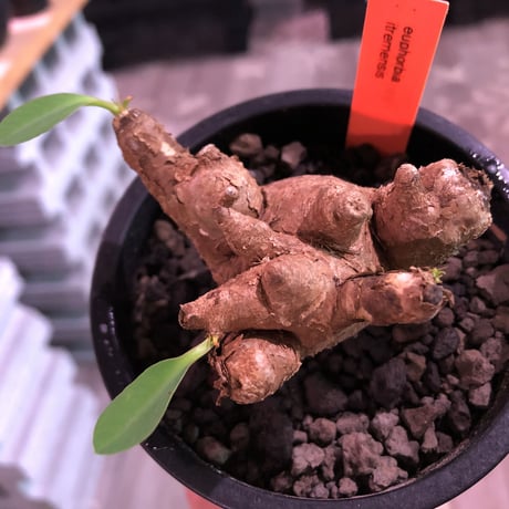 euphorbia  itremensis 《M size》※現地球発根済株※店主国内管理3年株※ボコボコと変形しながら枝作りをする装いの変化をも楽しめる一株‼︎※mad black pot植え