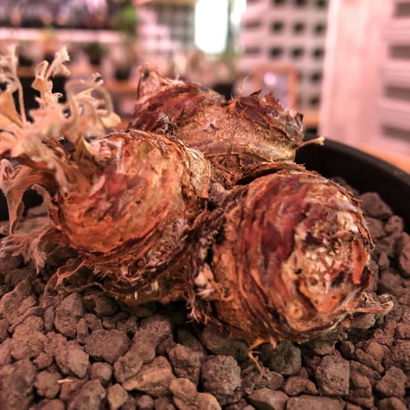 pelargonium  appendiclatum《大きめM size》※店主個人株‼︎現地球発根済株※実生株しかまず出回る事のない激希少‼︎驚愕4-he'd‼︎🤩※mad black pot植え