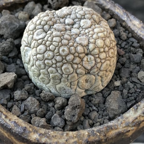 pseudolithos migiurtinus《大きめM size》驚愕‼︎激希少種※現地球発根後店主国内管理8年株※爬虫類や恐竜見たくwildな肌が堪らない‼︎※陶器浅鉢植え
