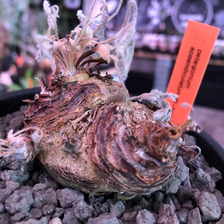 pelargonium  appendiclatum《大きめM size》※店主個人株‼︎現地球発根済株※実生株しかまず出回る事のない激希少‼︎更にW-he'd‼︎🤩※mad black pot植え