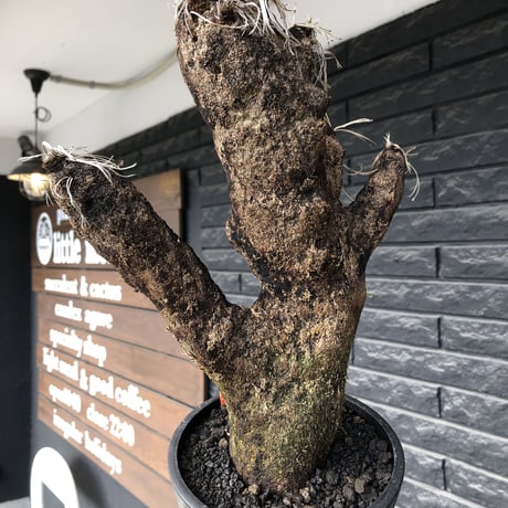xerophyta trichophylla《S size》※現地球発根後店主国内管理2年株※驚愕強靭株※大きめwild出立ちな一株※mad black pot植え