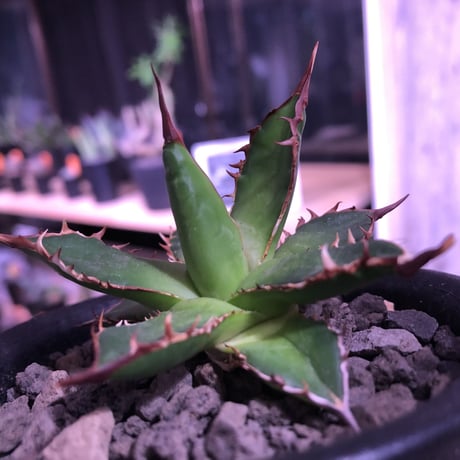 agave   gilbeyi