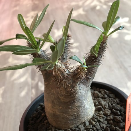 packypodium  gracilius 黒肌《M size》  現地球  発根済み株   mad black pot植え