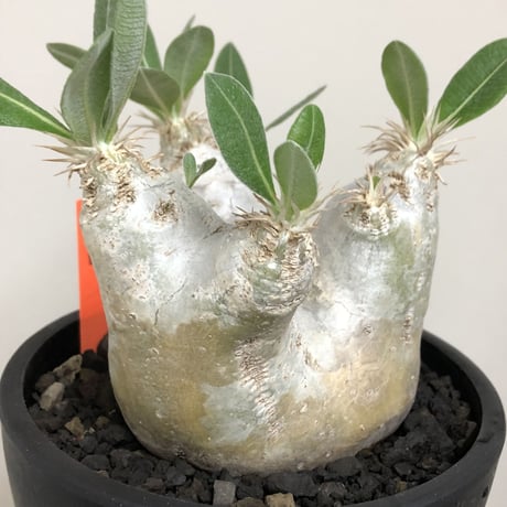 pachypodium  eburneum《L size》※現地球株発根済※エブレらしい樹形に極美しい白肌が魅力的な一株※mad black bowl pot植え