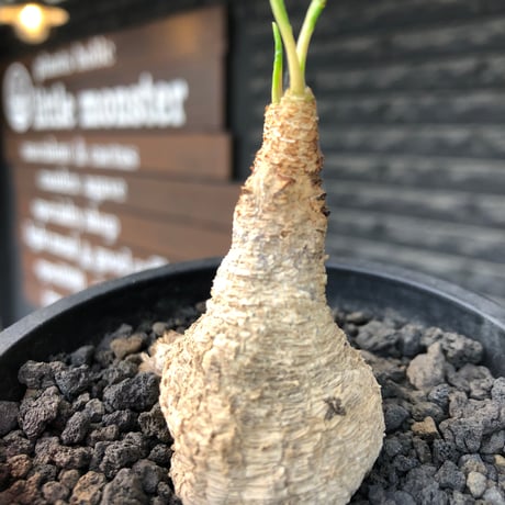 euphorbia fishbone《M size》※現地球株発根済※希少‼︎現地球株は極めて流通少なく愛くるしさと味深き白花も醍醐味※black pot植え