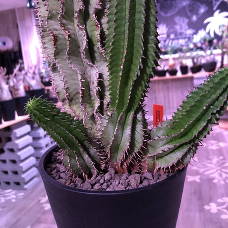 euphorbia    horrida《4分頭ホリダ》再入荷お知らせ通知分