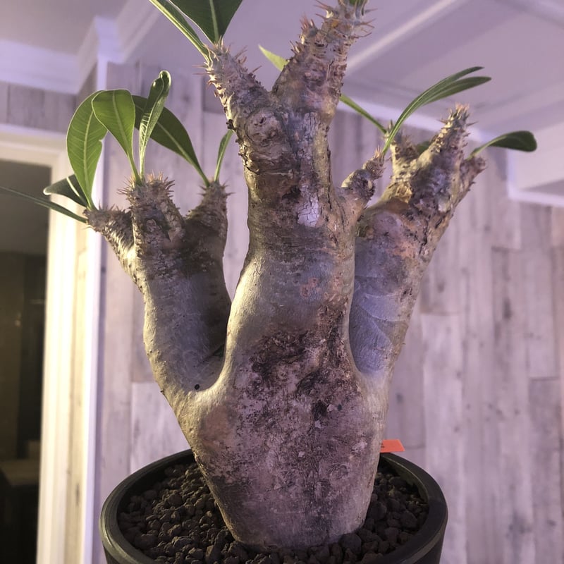 塊根植物 パキポディウム グラキリス タコ足 分頭 - 植物/観葉植物