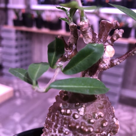 hockea  edulis《M size》