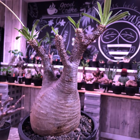 packypodium  gracilius《L size》※現地球発根済株※ストレートに大変balance良＆美肌🌼花芽上がり開花目前‼︎美が好きな方にオススメ※mad black pot植え