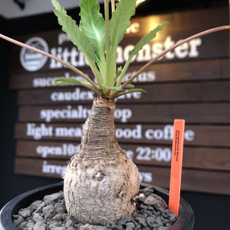 euphorbia  fishbone《 M size》※現地球発根後店主国内管理4年株（店主私物株②）※激希少‼︎今や流通少なきフィッシュボーン※mad black pot植え