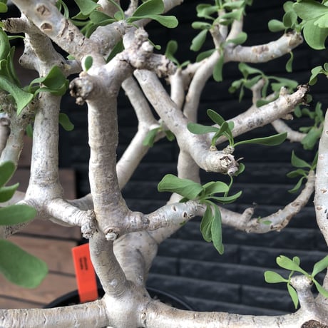 othonna  furcata《XL size》大株最高樹形※現地球発根後店主国内管理10年株※極めて美しい白肌にこの上なき枝振りな渾身の一株※mad black bowl pot植え