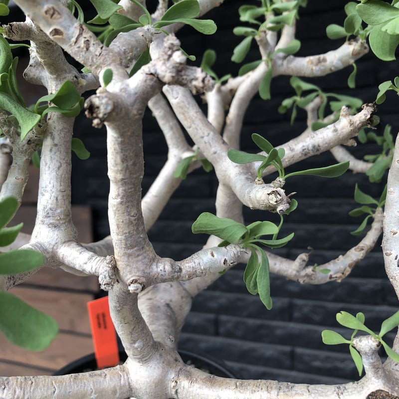 othonna furcata《XL size》大株最高樹形※現地球発根後店主国内管理10年