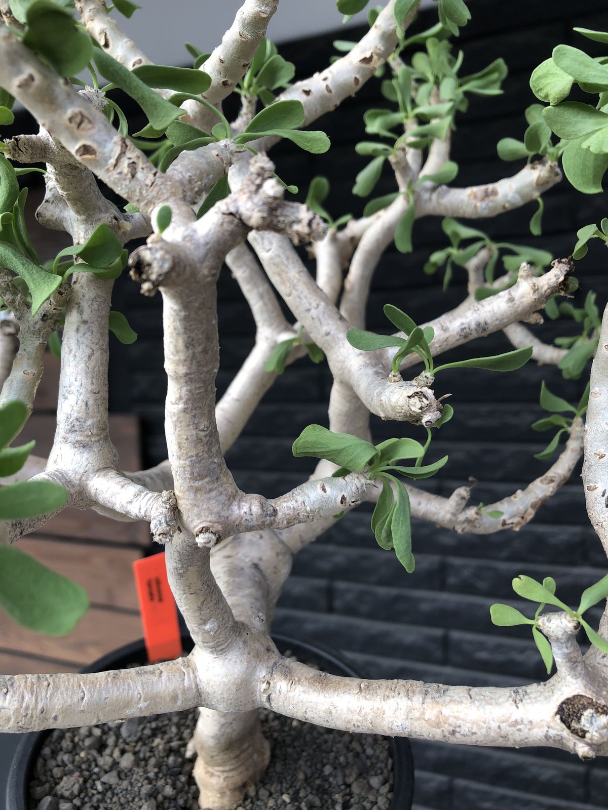 othonna furcata《XL size》大株最高樹形※現地球発根後店主国内 othonna furcata《XL size》大株最高樹形※現地球発根後店主国内