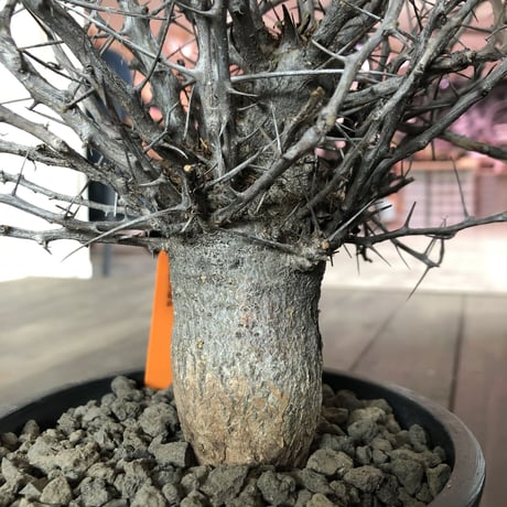 fouquieria   columnaris（M   size）