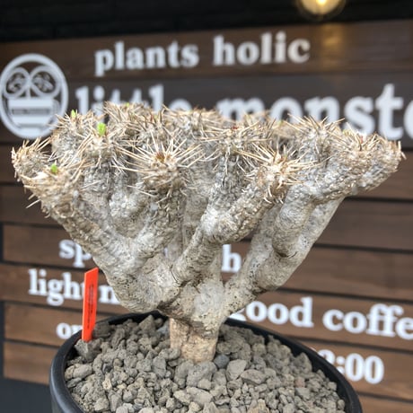 euphorbia  guillauminiana《L size》※現地球発根済株※店主国内管理4年株※溶岩質の土壌育ちの現地球株らしい表皮＆大変密な枝振り株※mad black pot植え