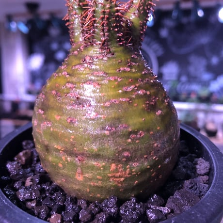 packypodium  gracilius《小さめM size》希少green肌まん丸球体株※現地球発根済株※店主国内管理2年株※短枝且つどこから見てもまん丸な美株※mad black pot植え