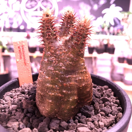 packypodium   gracilius《S size》※現地球発根済株※赤肌でかっこいい表皮‼︎短枝ぼってり樹形が堪らない良質株※mad black bowl pot植え