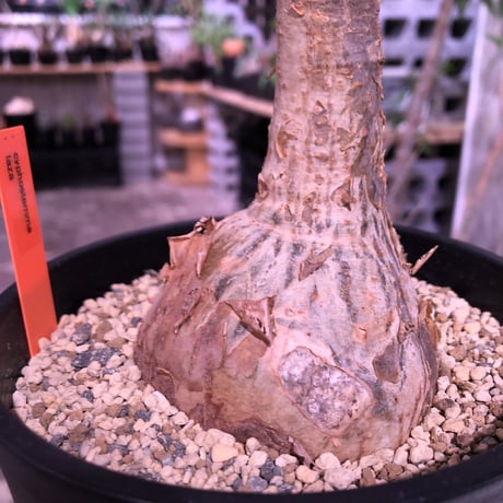 cyphostemma laza《大きめM size》※成熟株の証である表皮のメクれがありつつも大変美しい株質‼︎※限定2株