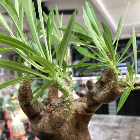 pachypodium inopinatum《L size》※現地球株発根済※斜面に自生のため好きな方には刺さる捻くれバランスの可愛さと良枝振りな一株※black bowl pot植え
