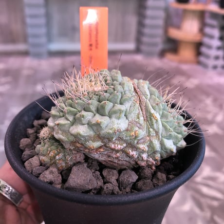 strombocactus  菊水《M size》3分頭株  希少3hed‼︎  ※店主管理国内６年株
