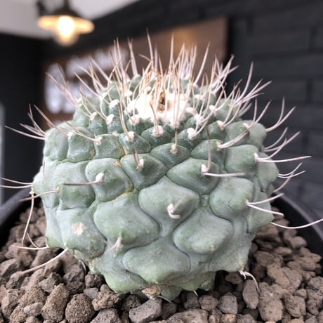 strombocactus 白棘菊水《大きめL size》※激希少‼︎現地球株カキ仔自根大株（自根歴16年）※カキ仔株の為、良きDNAを受け継ぐbig白棘菊水※mad black pot植え