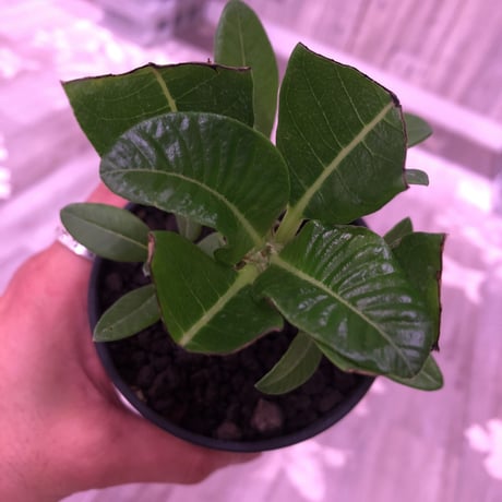 packypodium  windsorii    littmon   seed 🌱《S size》２年半株‼︎