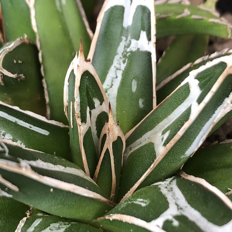 agave  笹の雪《小さめM size》W-he'd株※現地球発根後店主国内管理1年株※双子で美しいbalance良き一株※mad black bowl pot植え
