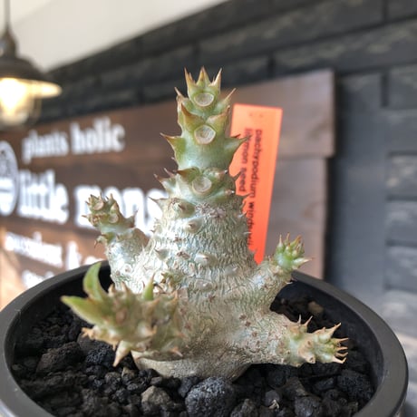 pachypodium windsorii《M size》※選抜littmon seed🌱※weight低き極ぼってり株元&枝振りも◎良樹形※mad black pot植え
