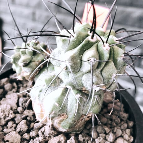 copiapoa cinerea ver.dealbata《M size》※現地球発根後店主国内管理7年株※上質黒士冠‼︎長い黒棘に現地球株が故のwild肌質が堪らない※mad black pot植え