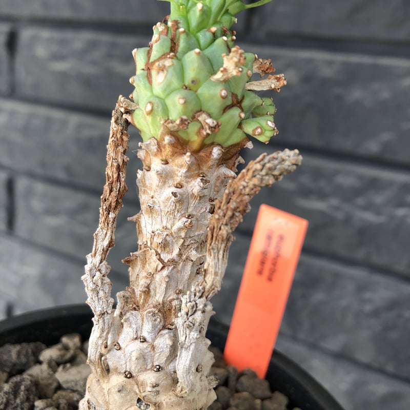 euphorbia ramiglans《 M size》※現地球発根済株※店主国内管理発根後2