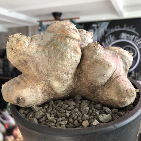 pachypodium  brevicaule恵比寿笑い《L size》※現地球発根済株※ヤバく驚愕的座高を持つ唯一無二なNo.1立体樹形‼︎今後流通少なくなります※mad black pot植え