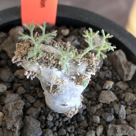 sarcocaulon peniculinum《大きめS size》激希少種※現地球発根後店主国内管理5年株※堪らないほど極白の美しい一株※mad black pot植え