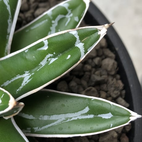 agave  笹の雪《M size》※現地球発根後店主国内管理1年株※締まり&美しいbalanceも良きbest size※mad black bowl pot植え