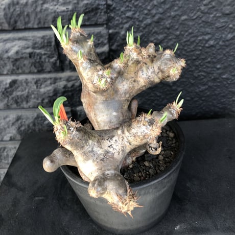 packypodium  brevicalyx《L L size》※現地球発根済株※荒い肌質に極太幹がwildすぎる上、美術的＆interior性高き激オススメ株※mad black pot植え