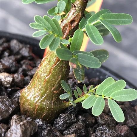 senna  meridionalis《 S size》littmon seed🌱※小振りながら大切に育てた成長楽しみ可愛いセンナ※mad black pot植え