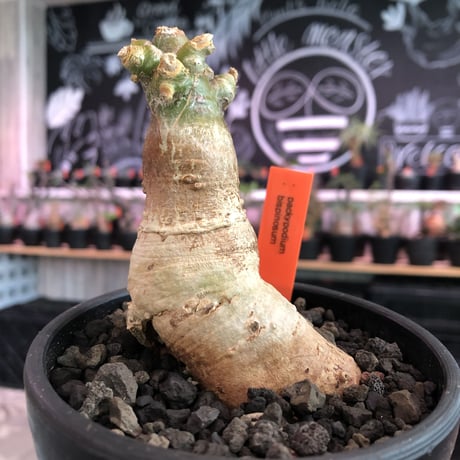 packypodium bispinosum 《大きめS size》※現地球発根済株‼︎※今後の成長が楽しみな特化した一味ある樹形のビスピ‼︎※mad black bowl pot植え
